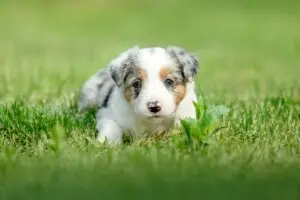 Adorable border collie puppy frolics in lush green grass
